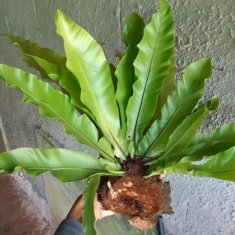 

Kadaka Hisa, Kadaka Hutan, Kadaka sarang burung/Kadaka hias media tempel