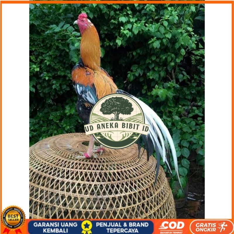 

TELUR BANGKOK EKOR LIDI FRESH (JAMIN FERTIL) UD ANEKA BIBIT ID