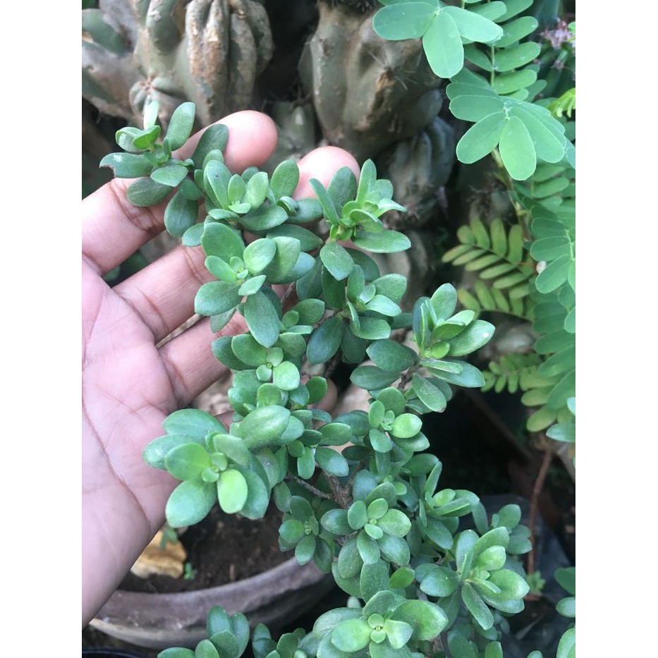Bibit Bonsai Santigi Mawar Super Dari Cangkok