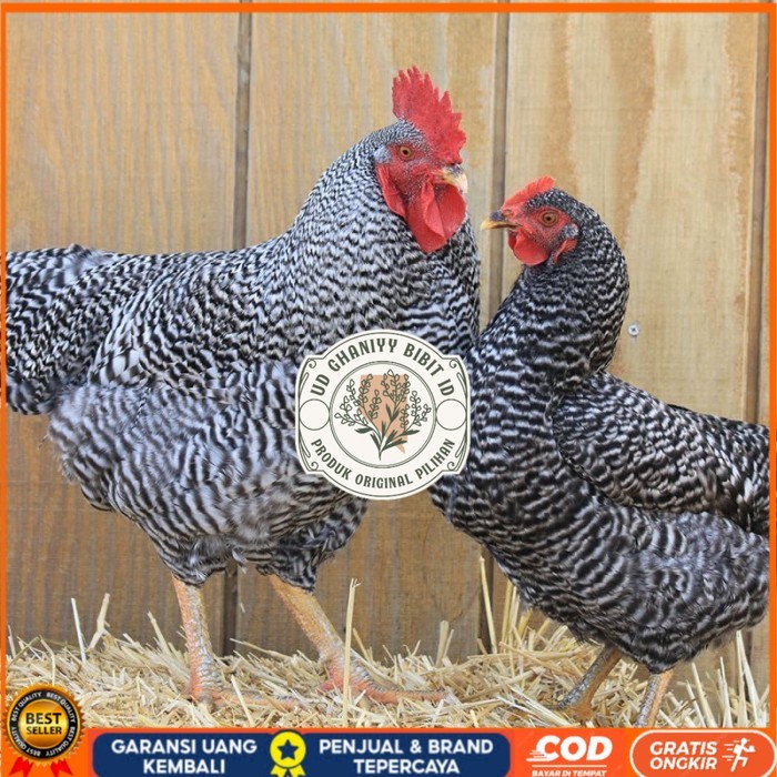 

Telur ayam hias barred rock fertil asli siap ditetaskan - barred-rock UD GHANIYY BIBIT ID