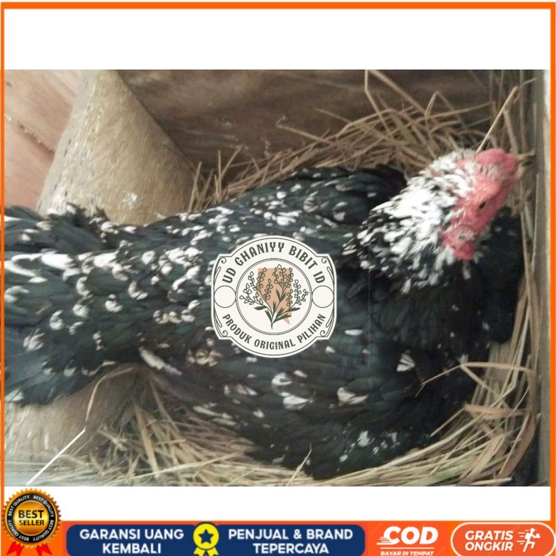 

telur Ayam Bangkok Clasik ekor lidi Fertil terlaris UD GHANIYY BIBIT ID