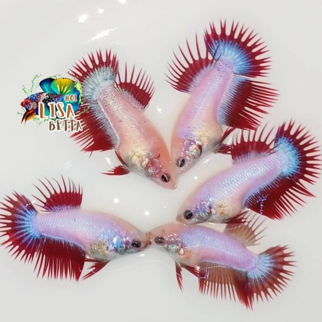 Hiasan soliter ikan cupang female crowntail serit maskot siap breed kebutuhan aquarium