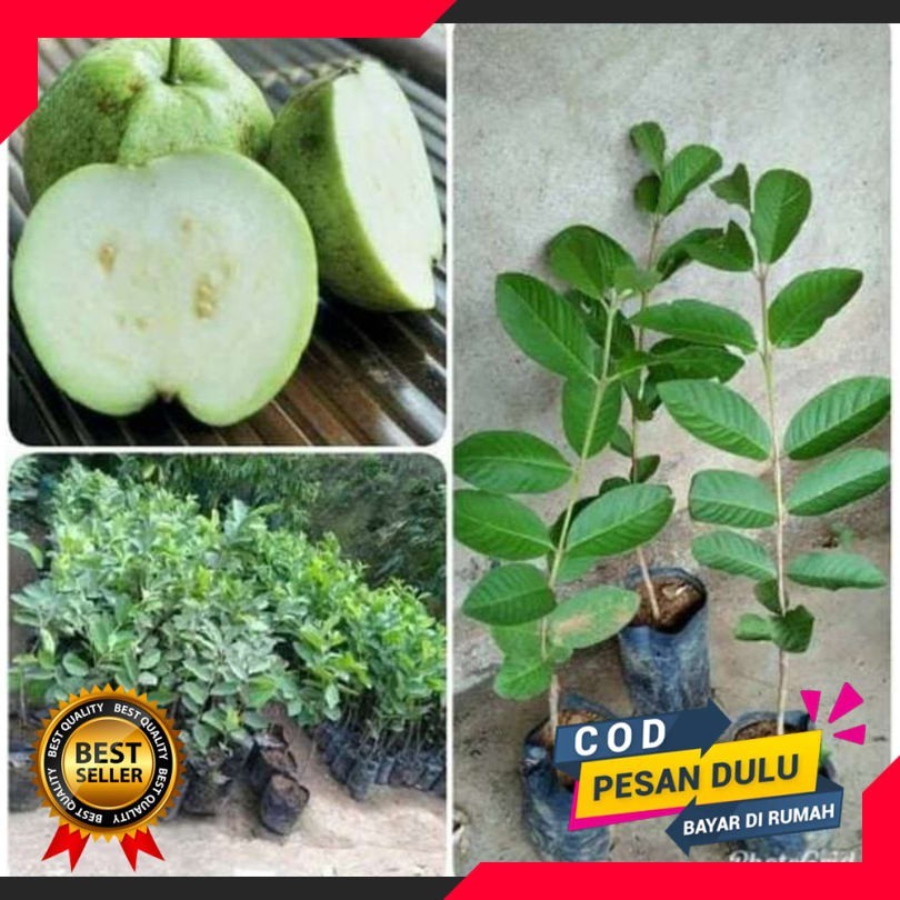 Bibit jambu kristal tanpa biji