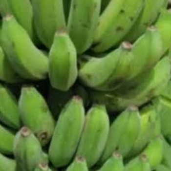 

pisang raja ijo 1sisir