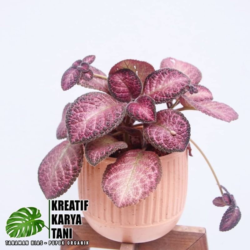 Tanaman episcia merah - Tanaman pot gantung episcia strawberry