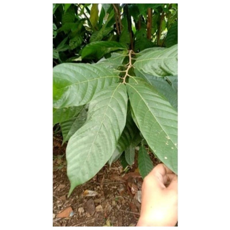 

termurah dan terbaik daun coklat/buah kakao segar per pcs DN