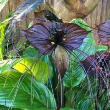 Bungga tacca / kelelawar hitam tanaman hias anggrek kelelawar dewasa YL