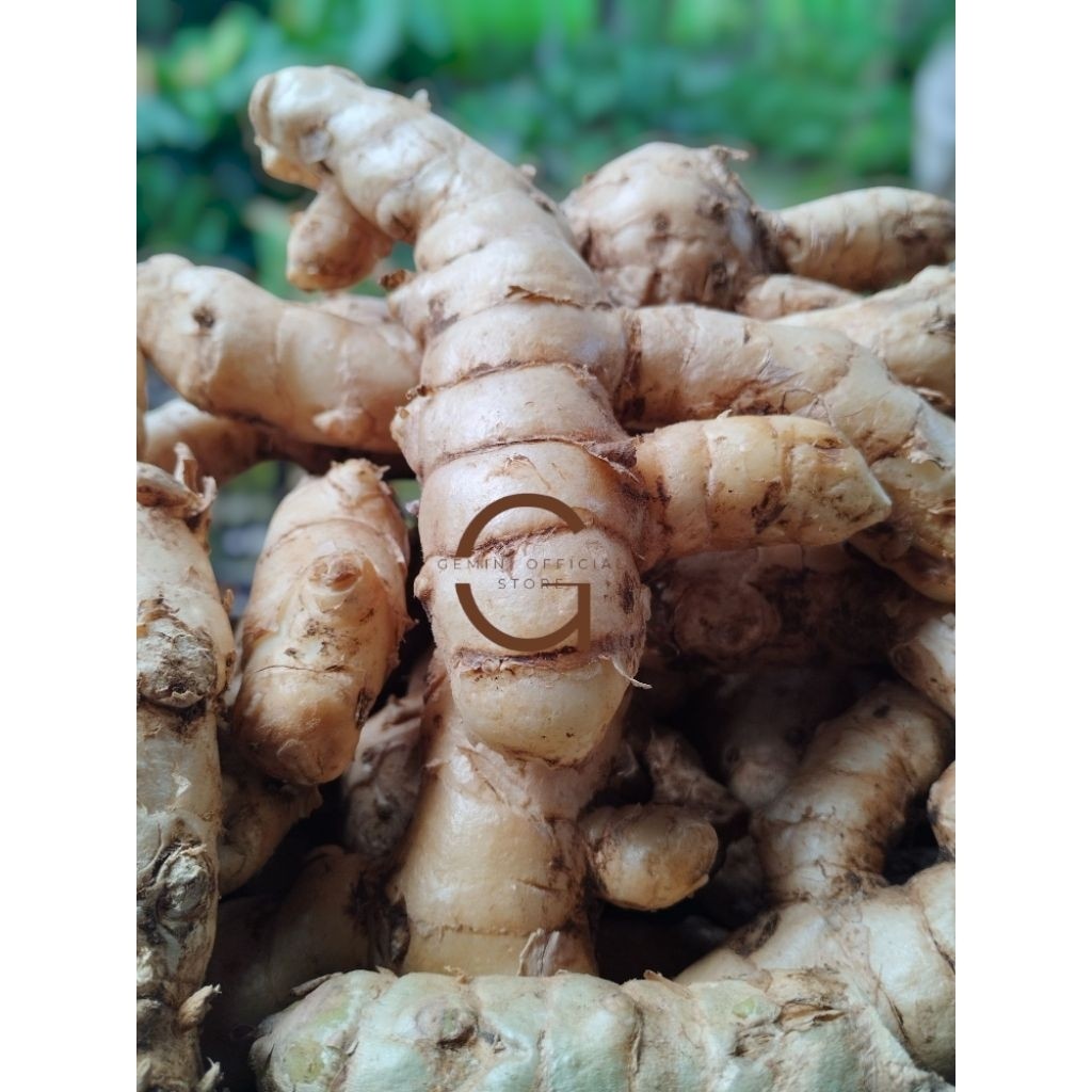 

Kunyit Putih Segar 250 gram Fresh Segar / Bersih / Di Ambil Langsung Dari Kebun Alam Herbal 28