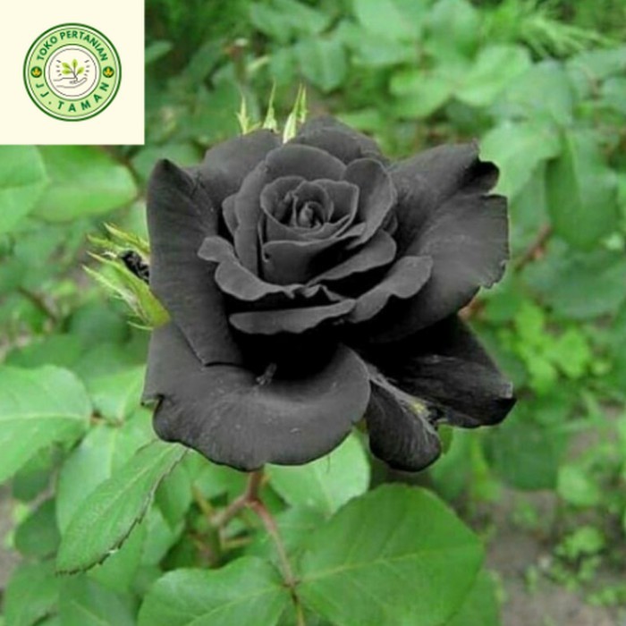 COD ( BISA BAYAR DI TEMPAT ) Tanaman Hias Bunga Mawar Hitam - Pohon Mawar
