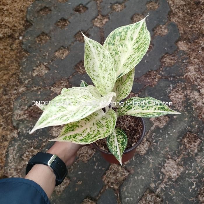 Aglonema Mutiara siam / White mayang