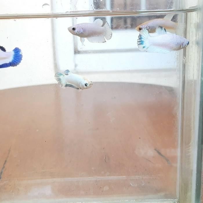 Cupang Blue rim baby bahan size S line Thailand