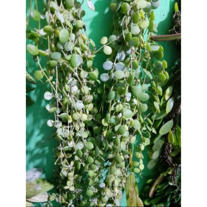 jual tanaman hias Hoya mini nurmalaria rimbun