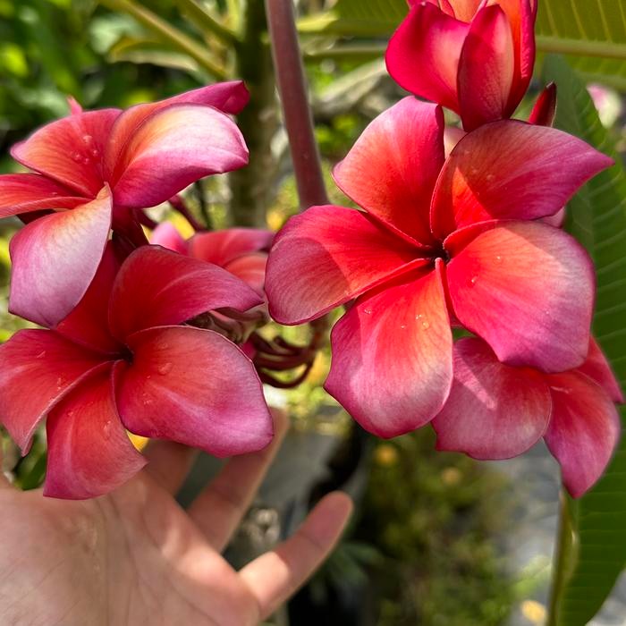 Bibit Stek Jepun Plumeria Pink Paradise