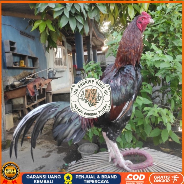 

Telur ayam bangkok birma fertil / ayam petarung aduan siap ditetaskan Langsung UD GHANIYY BIBIT ID
