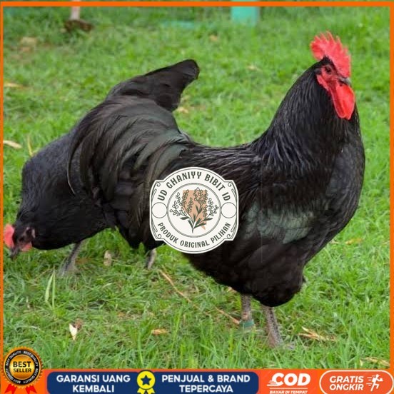 

Telur ayam black australorp / telur ayam hias / telur fertil siapkirim UD GHANIYY BIBIT ID