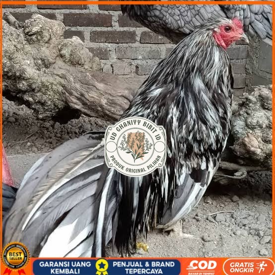 

Telur ayam black sumatera / telur ayam hias / telur fertil siap cod UD GHANIYY BIBIT ID