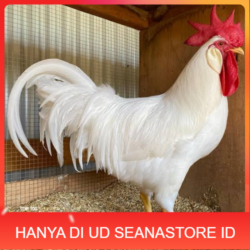 

TELUR FERTIL AYAM WHITE LEGHORN PETELUR HANDAL UNTUK DI TETASKAN UD SEANASTORE ID