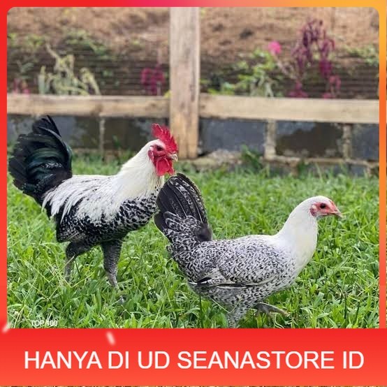 

Telur ayam arab fertil asli siap ditetaskan UD SEANASTORE ID