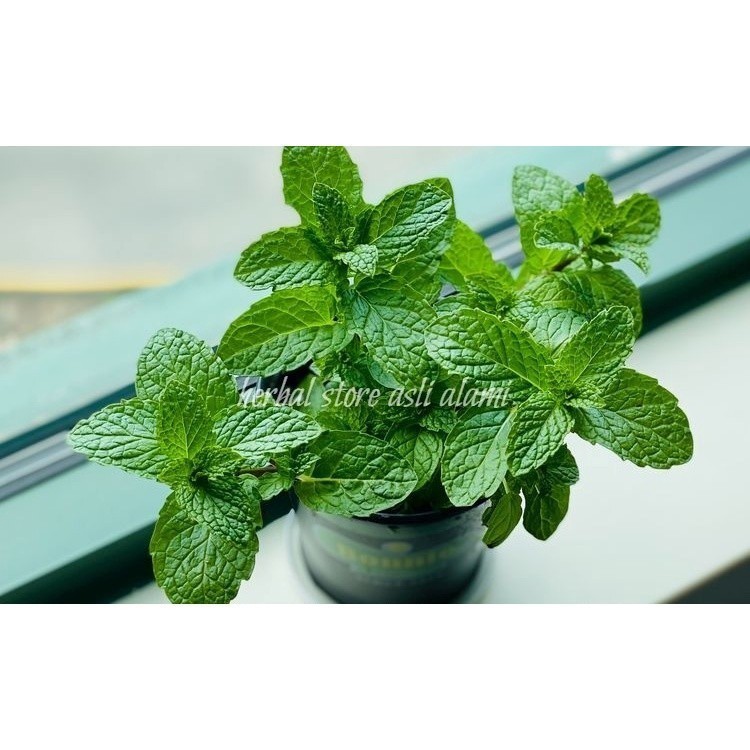 bibit mint/bibit tanaman daun mint/bibit papermint