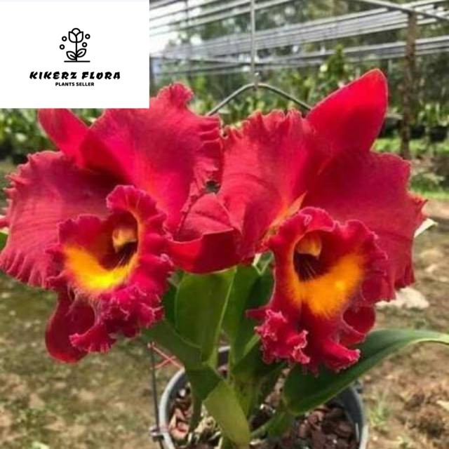 Anggrek Catleya Merah Berkualitas bunga besar