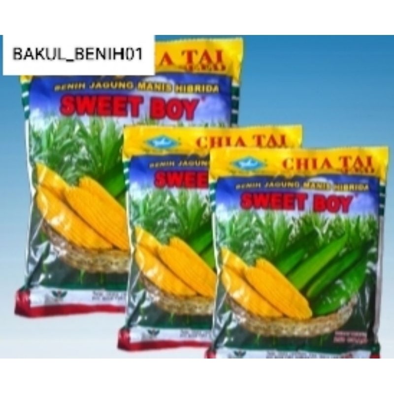READY STOK RIPACK- 1000+ BIJI BENIH JAGUNG MANIS SWEET BOY PREMIUM KUALITAS UNGGUL