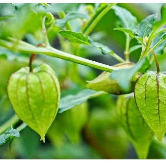 

daun ciplukan/cecendet segar 100 gram