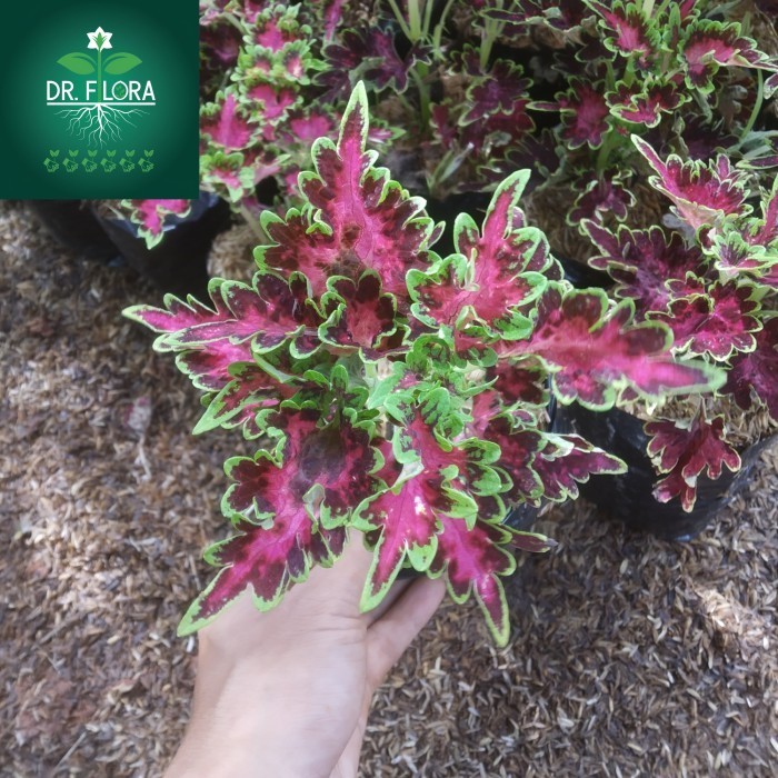 tanaman hias miana pink premium - coleus