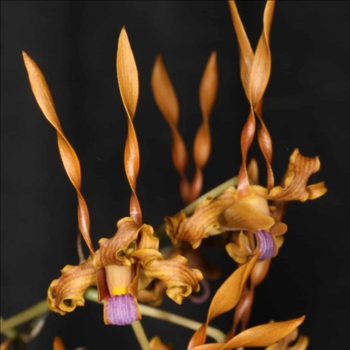 BUMI ORCHIDS Dendrobium tangerinum x self (Seedling) - Foresta Orchids Bibit Anggrek