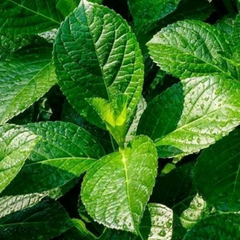 

COD daun keji beling / pecah beling 100 gram YL