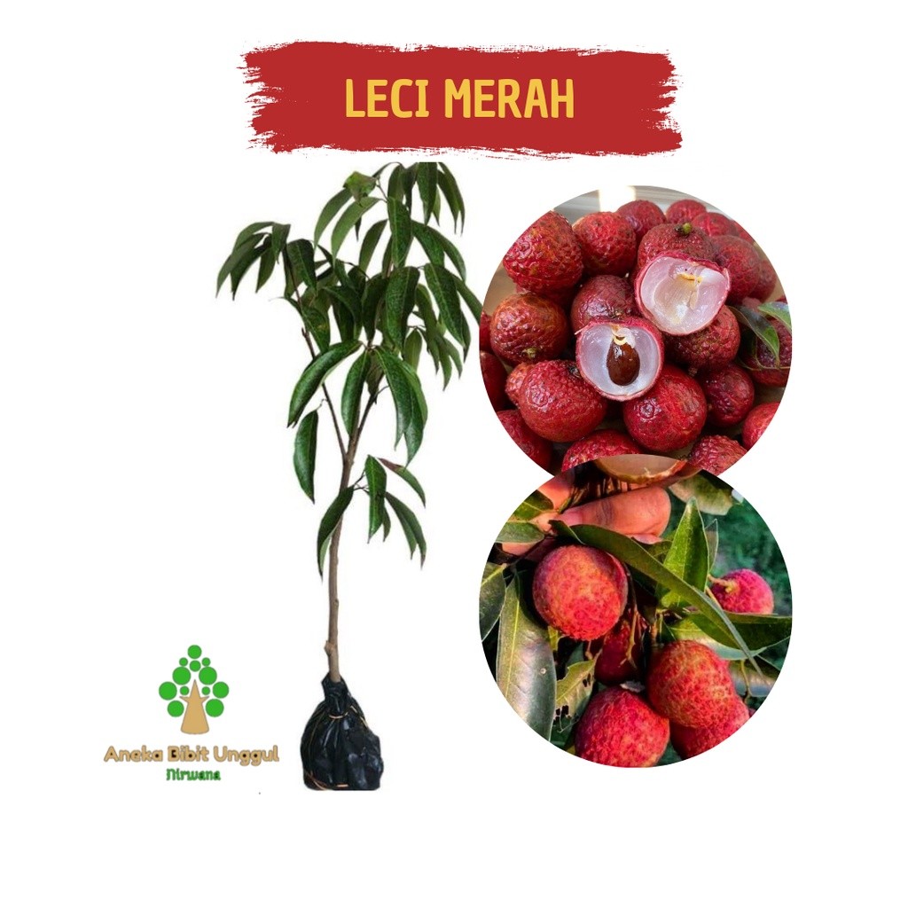BIBIT BUAH LECI - BIBIT LECI MERAH - BIBIT LECI - BIBIT LECI MURAH - BIBIT LECI CANGKOK - BIBIT TABU