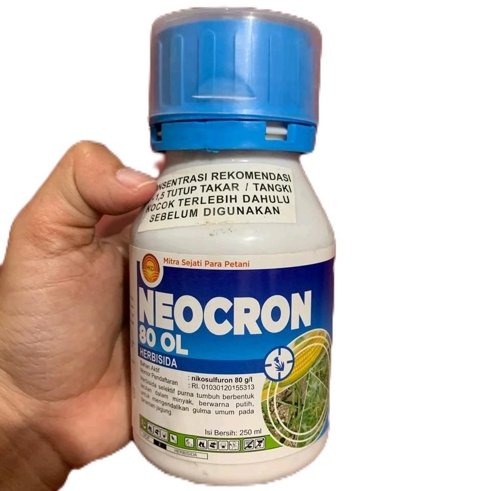 NEOCRON 80 OL HERBISIDA JAGUNG Tanaman