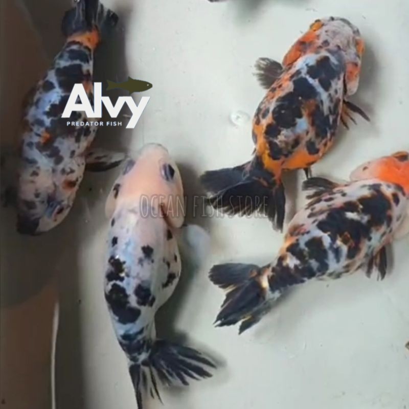 ikan koki ranchu calico 6-7 cm super grade