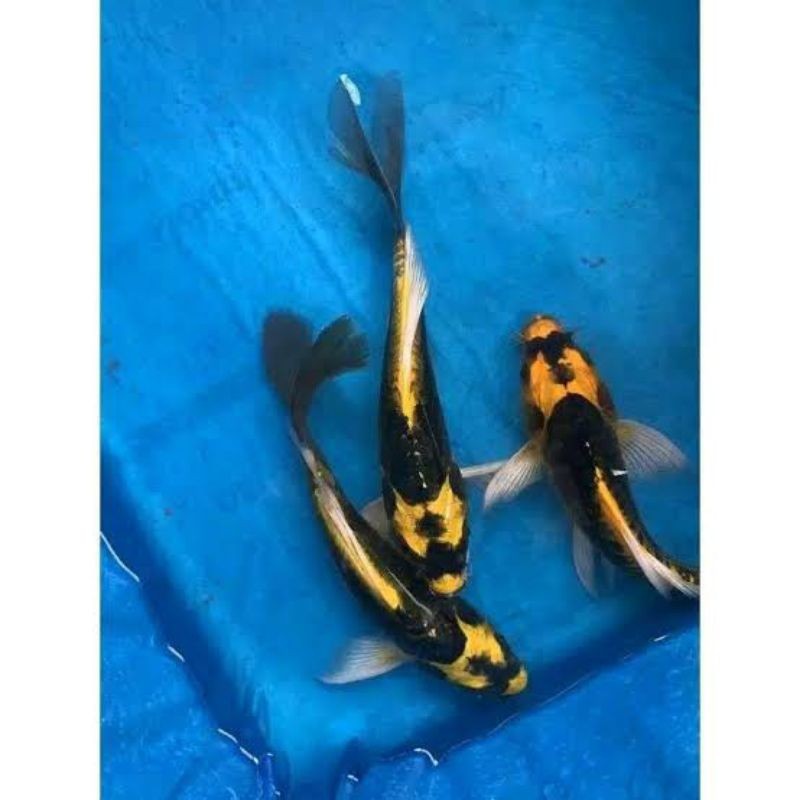 PROMO MURAH KOI KABUTO SLAYER 3 EKOR