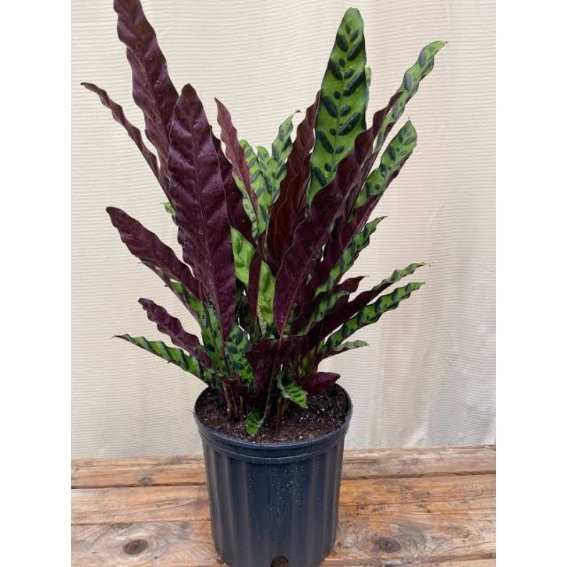 

Tanaman Hias Calathea Louisae/Calathea Lancifolia bulu ayam 2 pohon