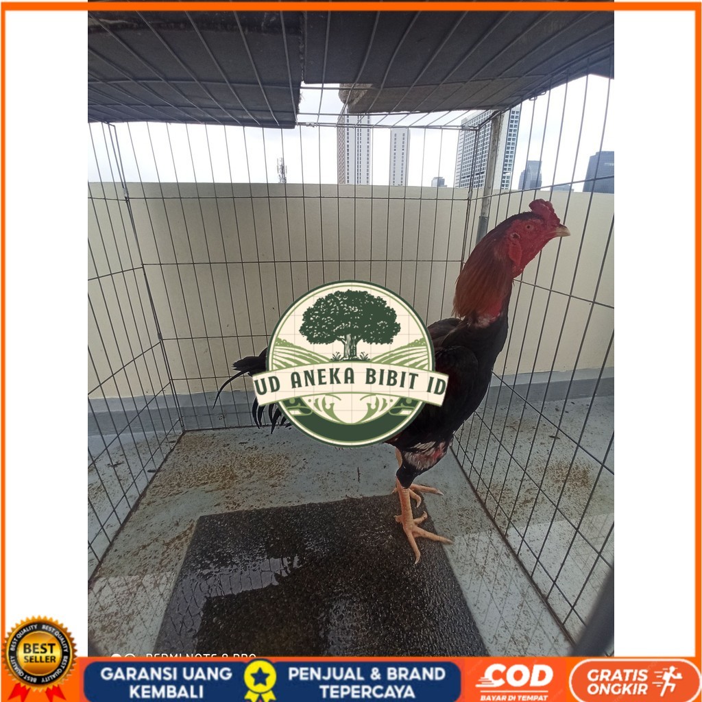 

Telur ayam bangkok shamo taiwan / ayam petarung aduan bisa ditetaskan UD ANEKA BIBIT ID