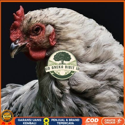

Telur ayam arab / telur ayam hias / telur fertil siap cod UD ANEKA BIBIT ID