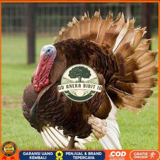 

Telur ayam kalkun jumbo siap ditetaskan UD ANEKA BIBIT ID