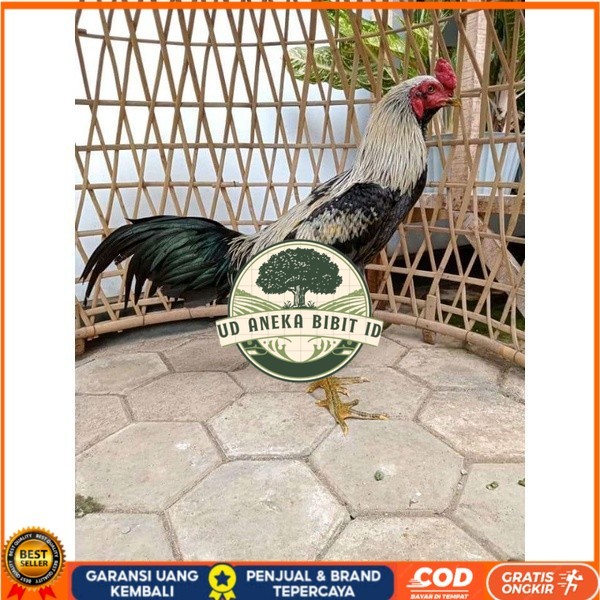 

ayam pama IQ telur fertill 100% terlaris UD ANEKA BIBIT ID