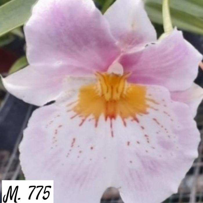 Miltonia M775