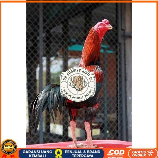 

TELUR RAJA SAIGON FRESH FERTIL UD GHANIYY BIBIT ID