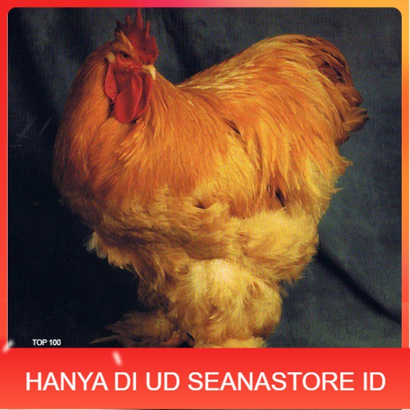 

TELUR AYAM HIAS BRAHMA GC isa untuk di tetaskan UD SEANASTORE ID