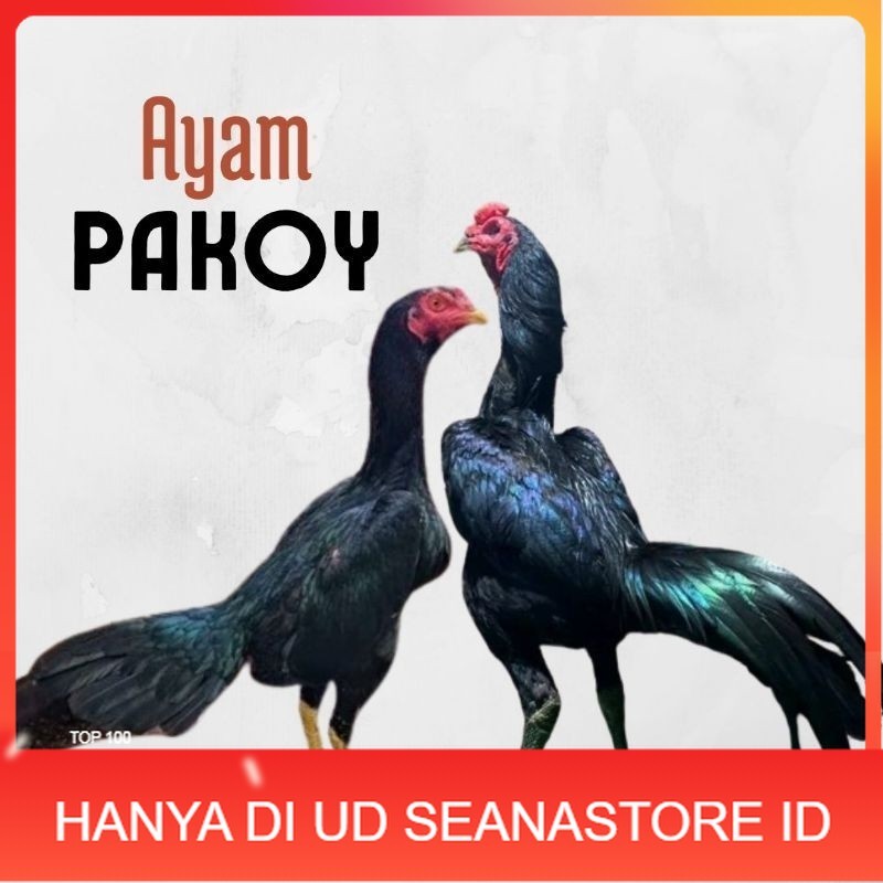 

telur ayam pakhoy ori thailand petarung bisa untuk di tetaskan UD SEANASTORE ID