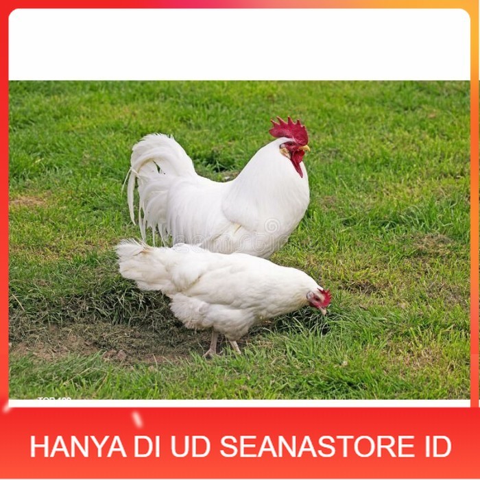 

Telur ayam hias leghorn white fertil asli siap ditetaskan - ayam-leghorn UD SEANASTORE ID