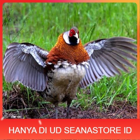 

Telur ayam hias ringneck elliot pheasant fertil siap ditetaskan UD SEANASTORE ID