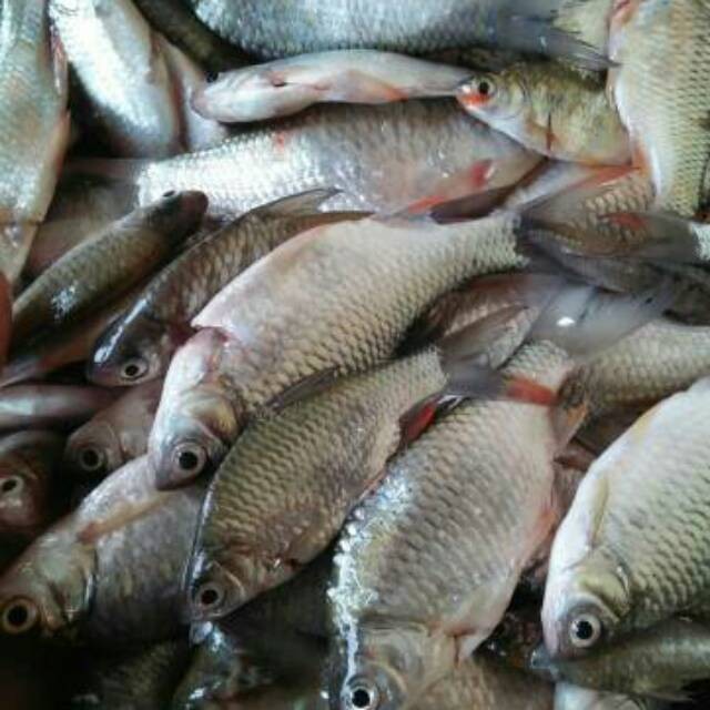 

ikan Wader keprek/lunjar/ikan sungai/wader/ikan tawes/ikanbilis