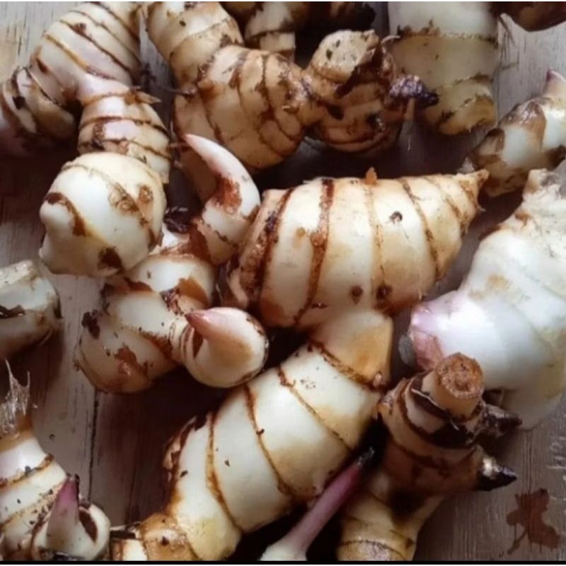 

Lengkoas . siap kirim . rempah segar. atau bumbu masak pres dan segar