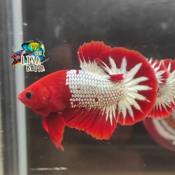 Hiasan soliter ikan cupang fccp grade vietnam - Cewek fccp red kebutuhan aquarium