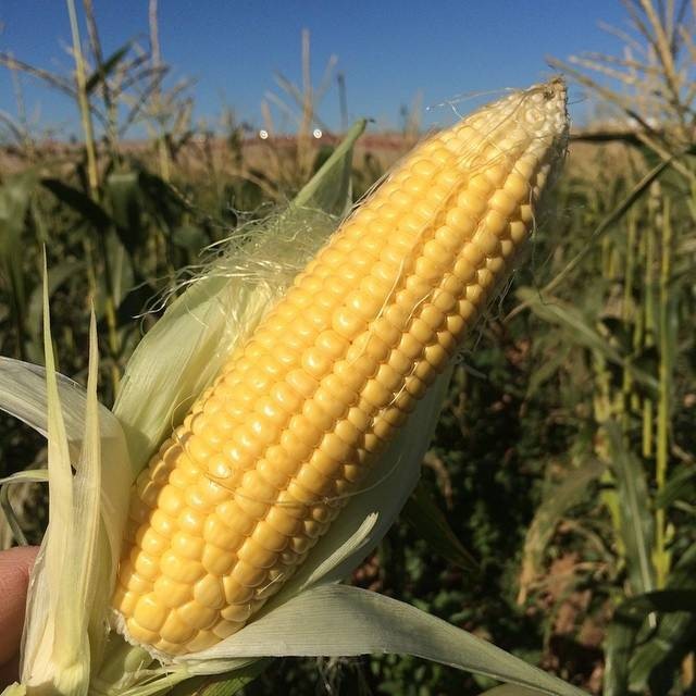 15  Benih Jagung Manis BONANZA F1