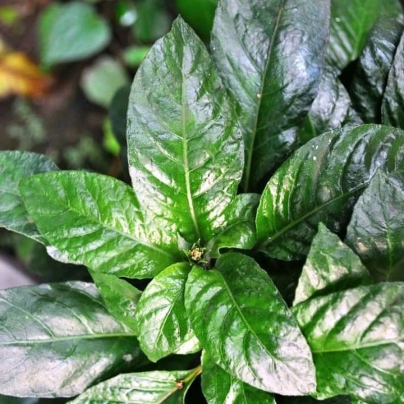 

Daun Reundeu segar 1 kg Lalapan Lalap Khas SundA