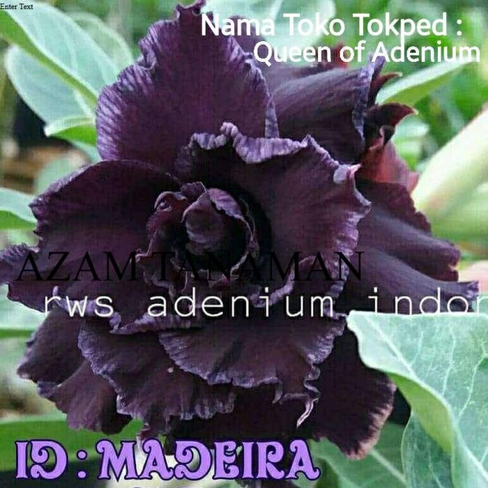 Tanaman Hias Bunga Adenium Tumpuk Kamboja Jepang id Madeira size A